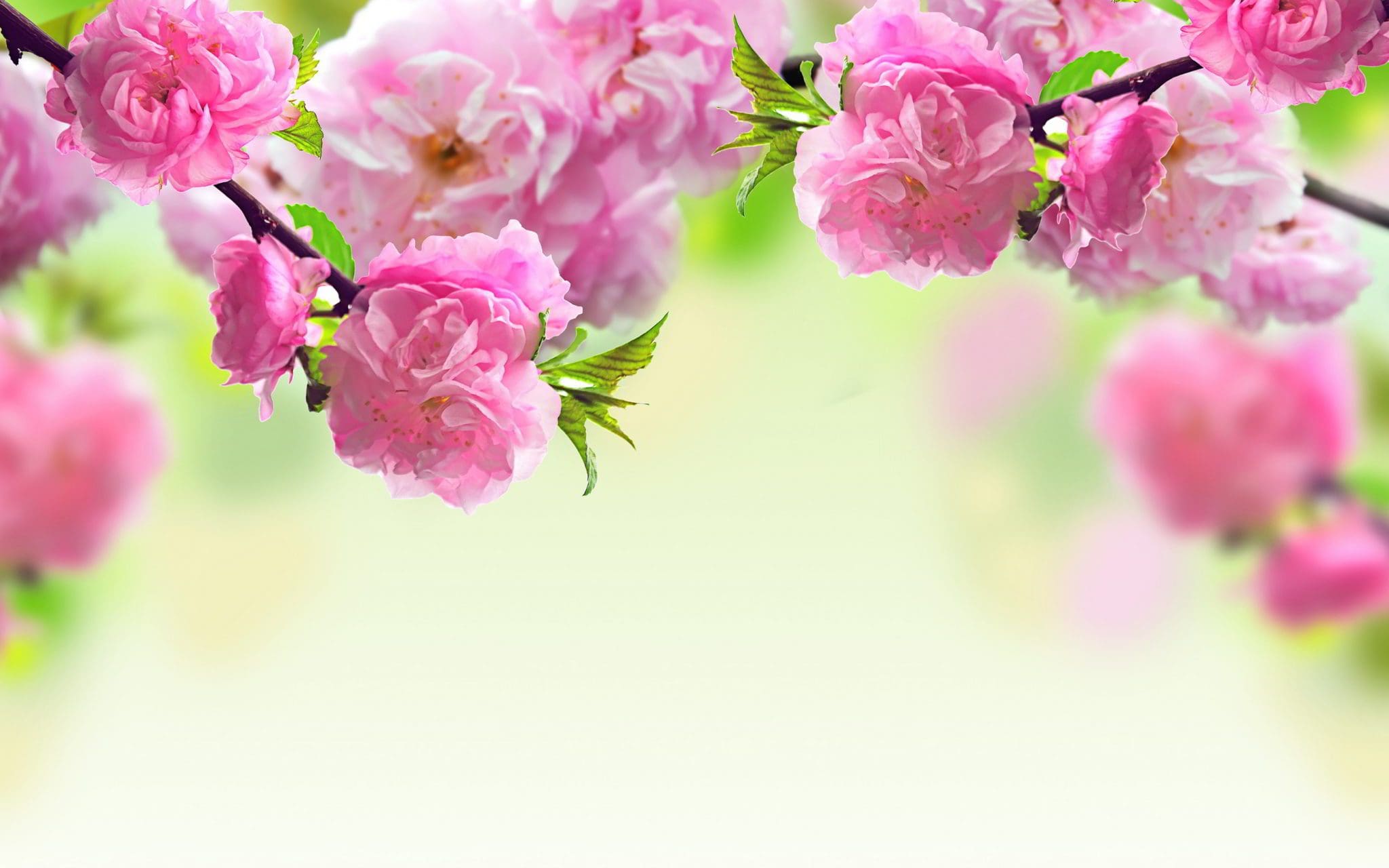 Pink-Spring-Flowers-Widescreen-Pics