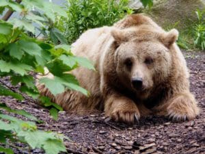 Sleep Habits of: Bears