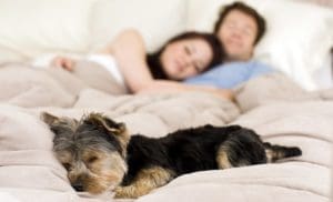 Can Sleeping with Your Pet Affect Your Health?