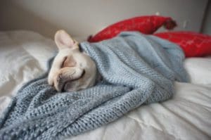 frenchie-custom-blanket